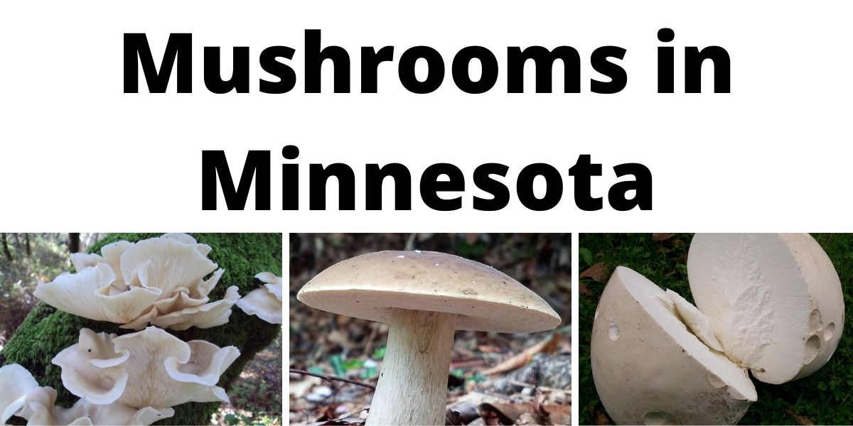 A Comprehensive List of Common Wild Mushrooms in Minnesota