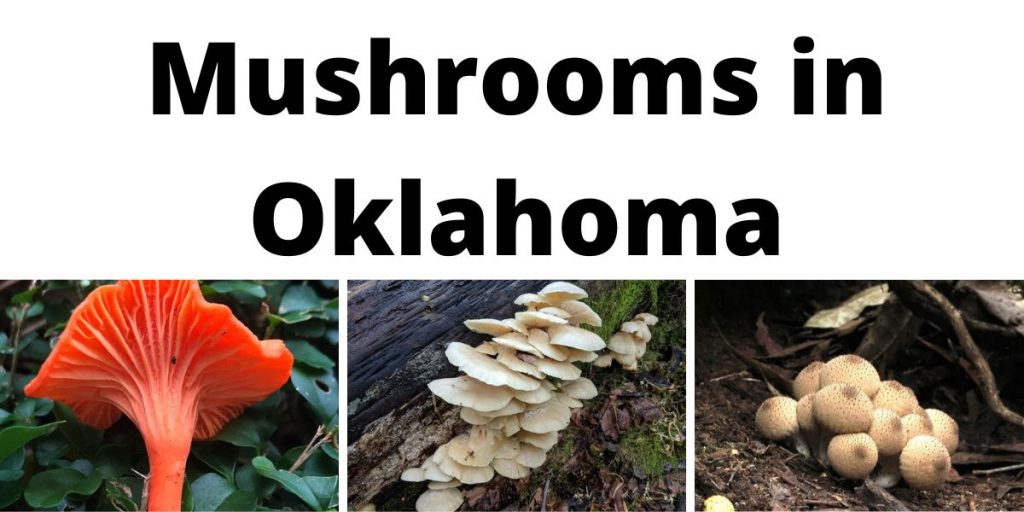 Mushrooms in Oklahoma