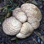 calvatia craniiformis