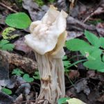 Helvella crispa