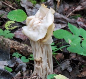 Helvella crispa