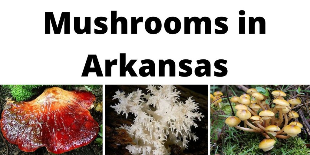 Mushrooms in Arkansas