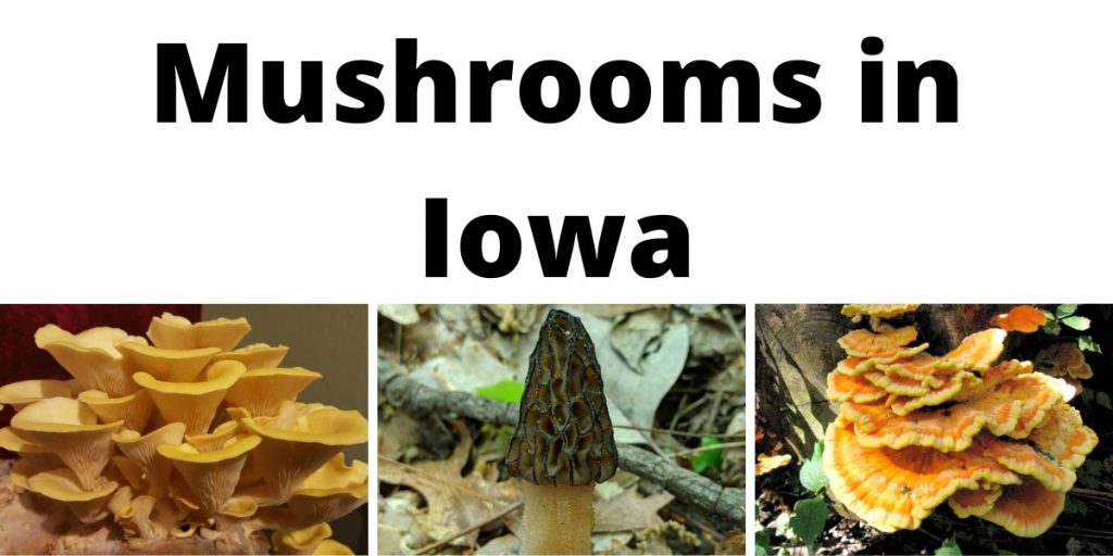 Mushrooms in Iowa