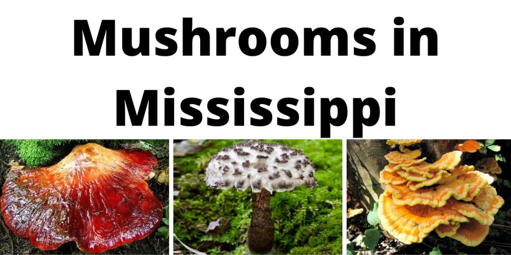 Mushrooms in Mississippi