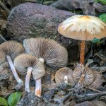 Psilocybe caerulescens