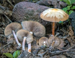 Psilocybe caerulescens