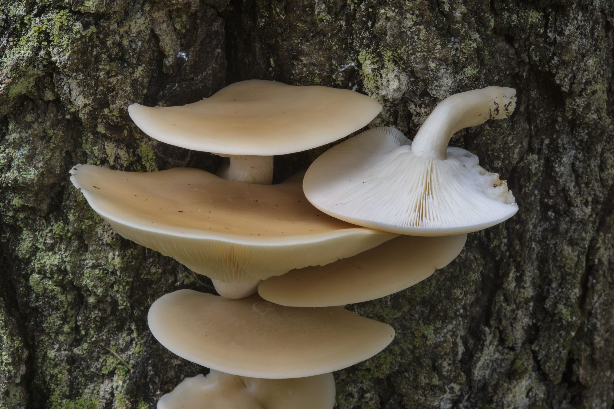 Hypsizygus ulmarius Elm Oyster or Elm Leech Identification & Look Alikes