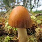 Amanita fulva