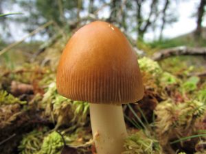 Amanita fulva