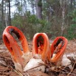 Clathrus columnatus