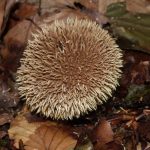 Lycoperdon echinatum