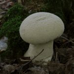 Lycoperdon excipuliforme