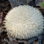 Lycoperdon pulcherrimum