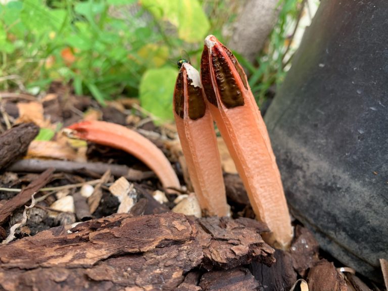 Lysurus mokusin: Identification, Look Alikes & Edibility