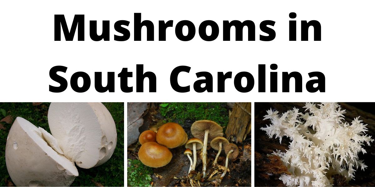 Mushrooms in South Carolina