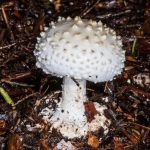 Amanita abrupta