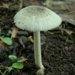 Amanita farinosa