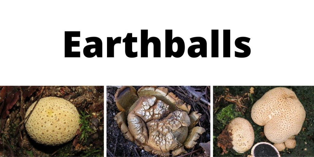 Earthballs
