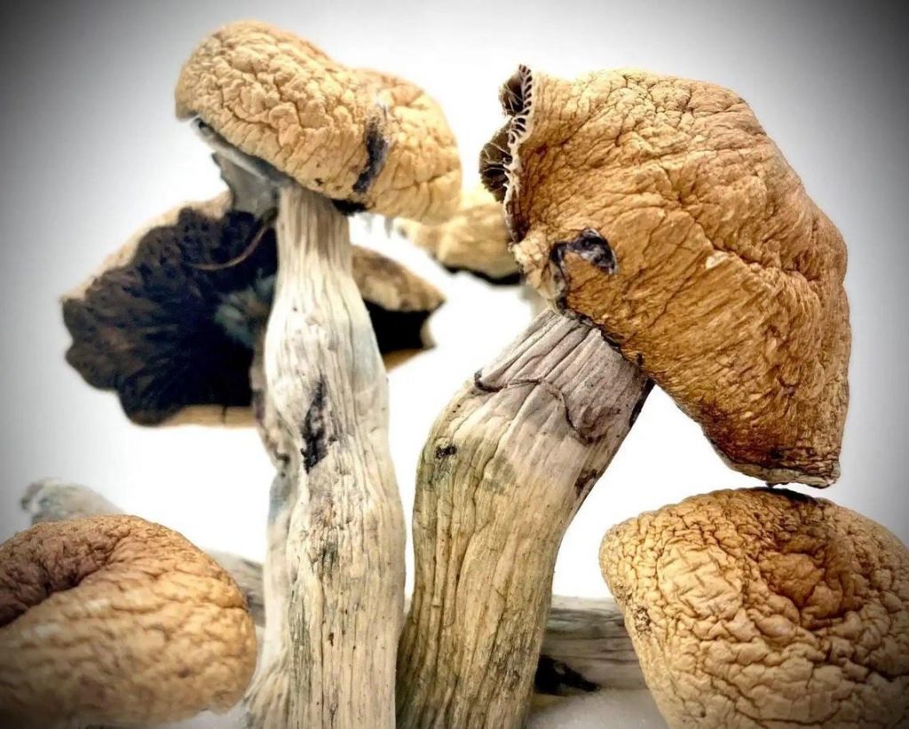 Lizard King Mushroom: Potency, Trip Effects, Dosage & Growing