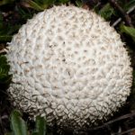 Lycoperdon pratense