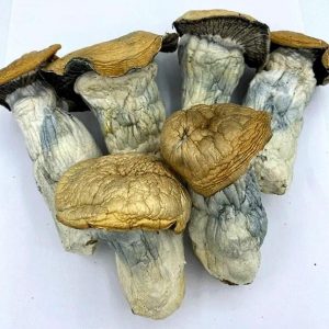 Melmac Mushroom