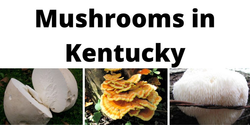 Mushrooms in Kentucky