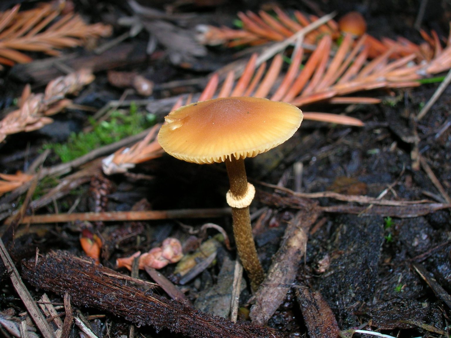 Pholiotina rugosa (Conocybe filaris): Identification, Look Alikes & Info