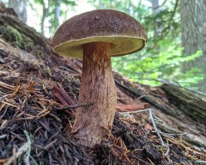 Aureoboletus mirabilis