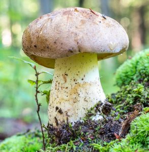 Boletus huronensis