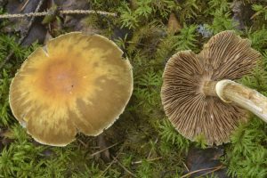 Cortinarius caperatus