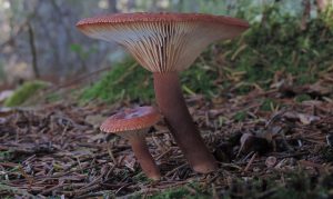 Lactarius rufus