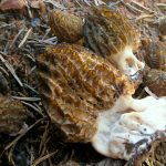 Morchella septimelata