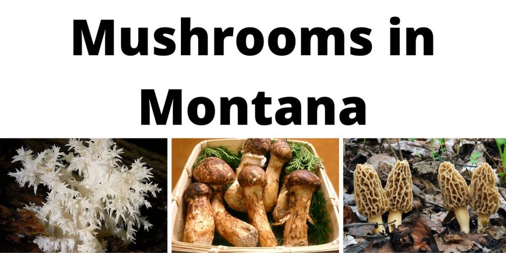 Mushrooms in Montana