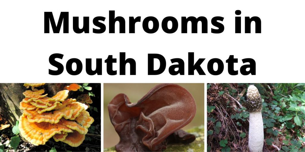 Mushrooms in South Dakota