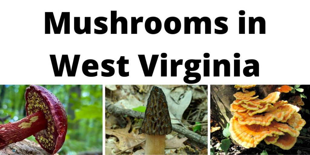 Mushrooms in West Virginia