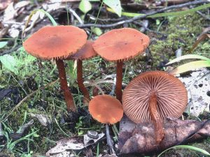 laccaria laccata