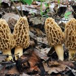 morchella americana