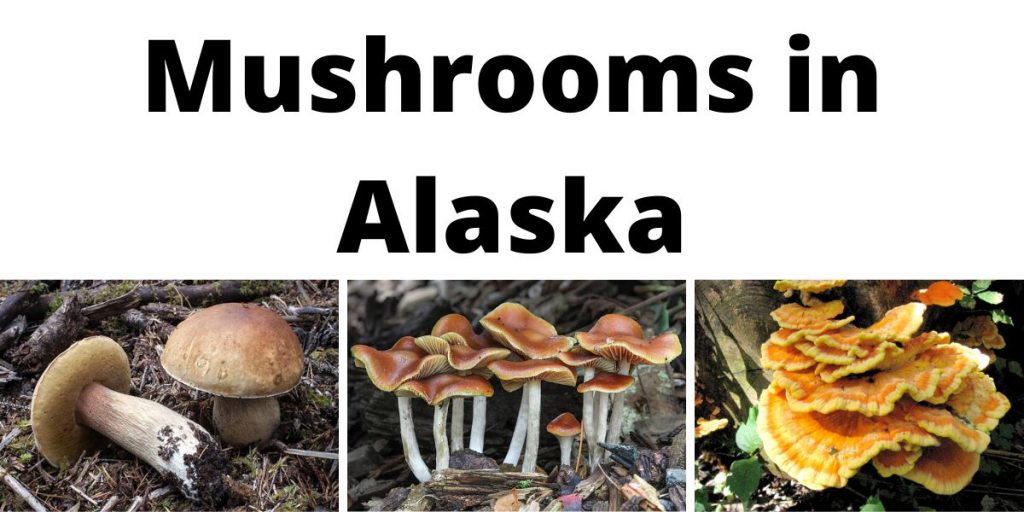 Mushrooms in Alaska
