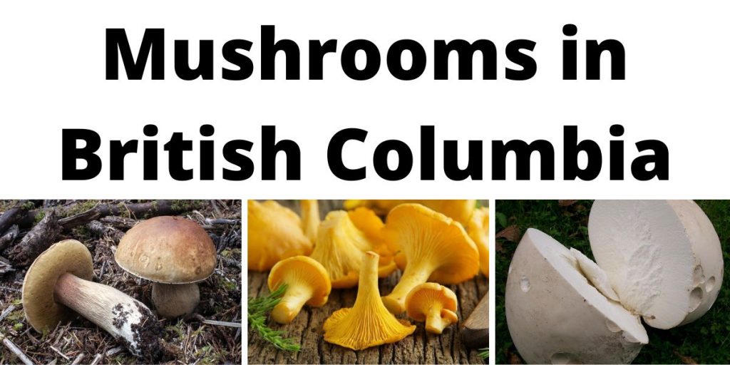Mushrooms in British Columbia