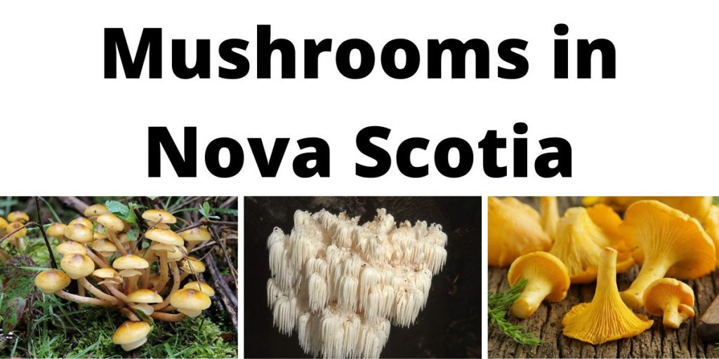 Mushrooms in Nova Scotia