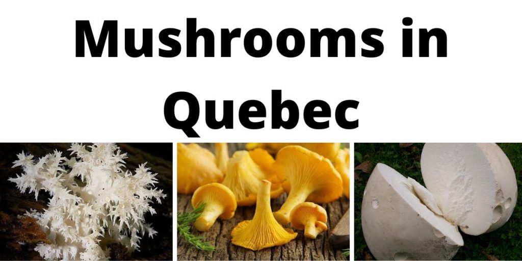 Mushrooms in Quebec
