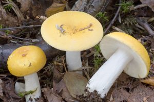 Russula claroflava