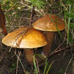 Suillus grevillei