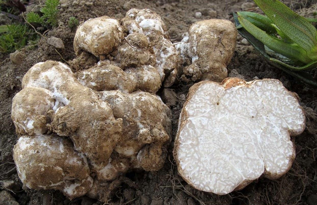 False Truffles Identification, Look Alikes & Edibility