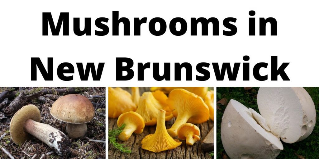 Mushrooms in New Brunswick