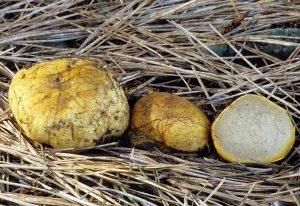 Rhizopogon occidentalis