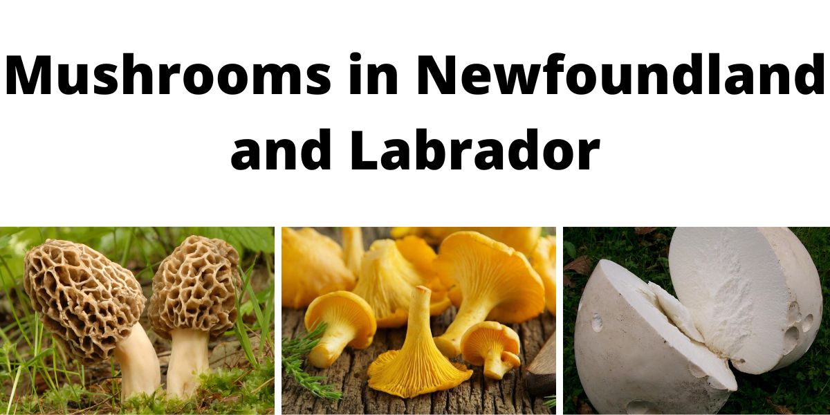 Mushrooms in Newfoundland and Labrador