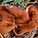 Gyromitra ancilis