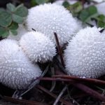 Lycoperdon curtisii