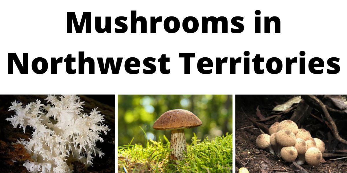 Mushrooms in Northwest Territories